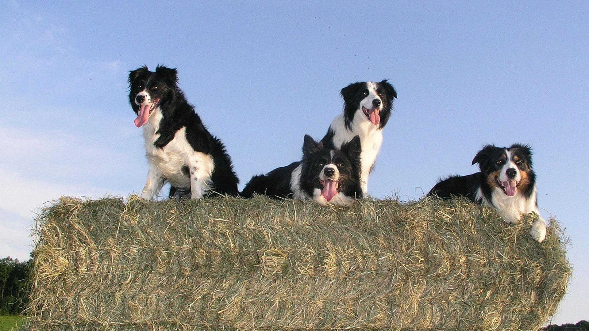 Imagen de archivo de varios Border Collies