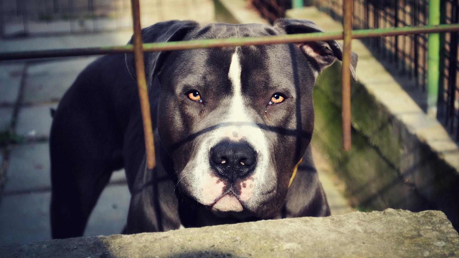 Imagen de archivo de un perro de la raza pitbull