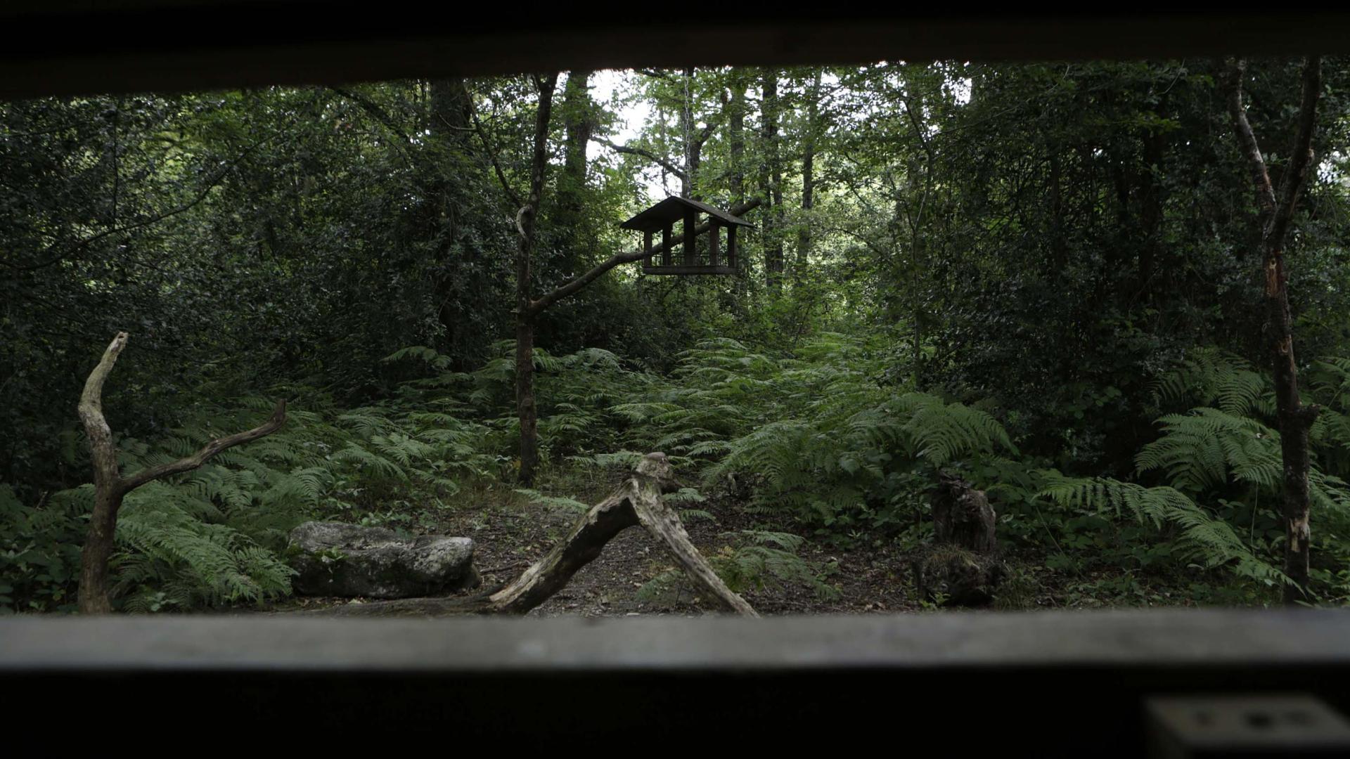 Un parapeto de observación en el bosque de Orgi