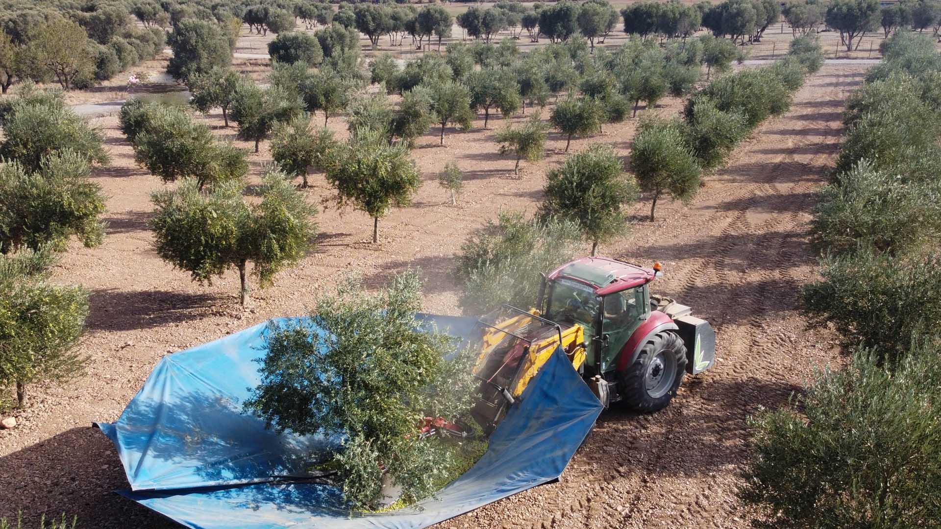 Imagen de la recolección de la oliva a máquina en un huerto de Ablitas, una de las localidades riberas con mayor tradición en este cultivo