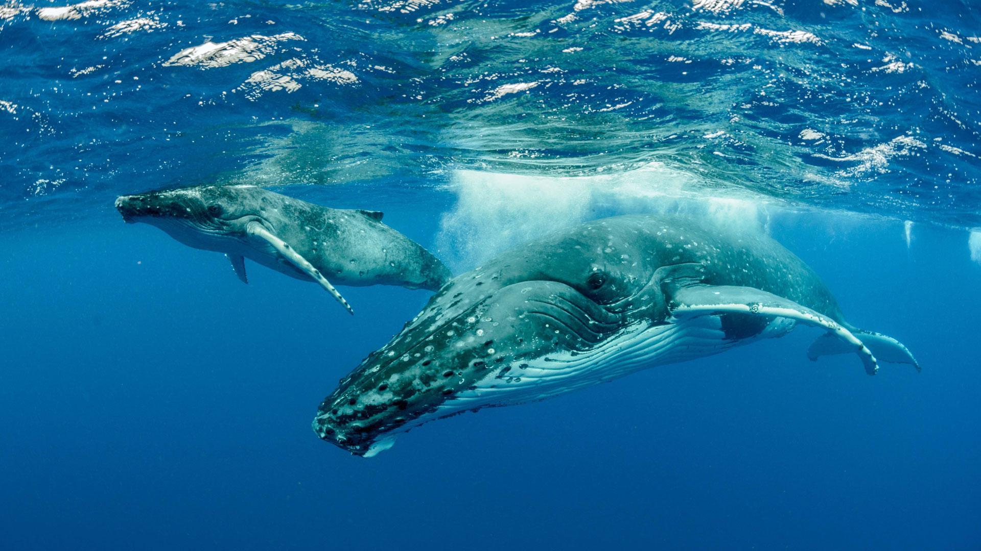 Ballenas jorobadas en el océano Pacífico