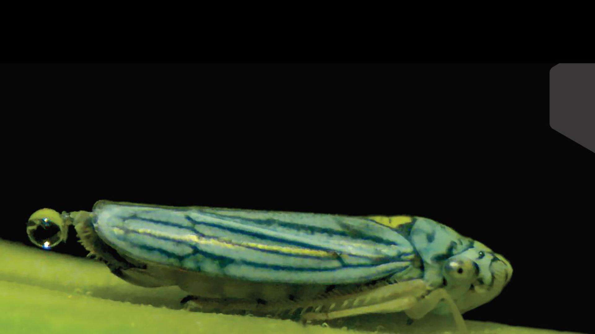 Un cicadélido carga una gota de orina antes de catapultarla