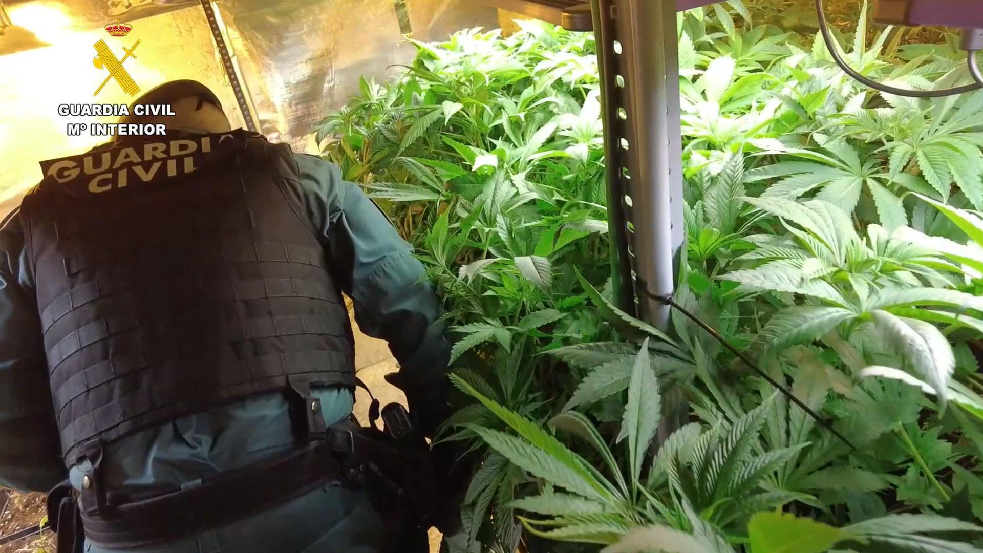 La Guardia Civil detiene a cuatro personas e interviene 45,3 kilos de marihuana y 1.378 plantas en Zizur