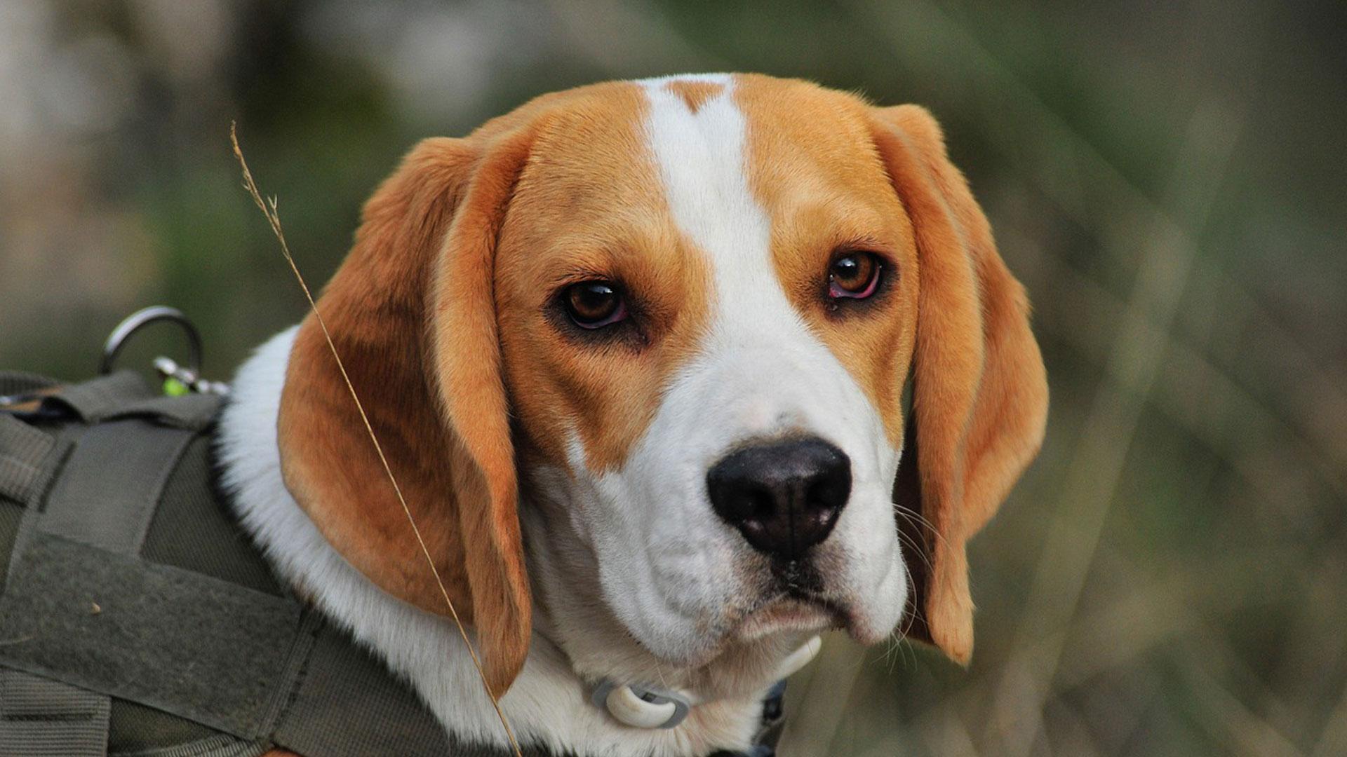 Imagen de archivo de un beagle