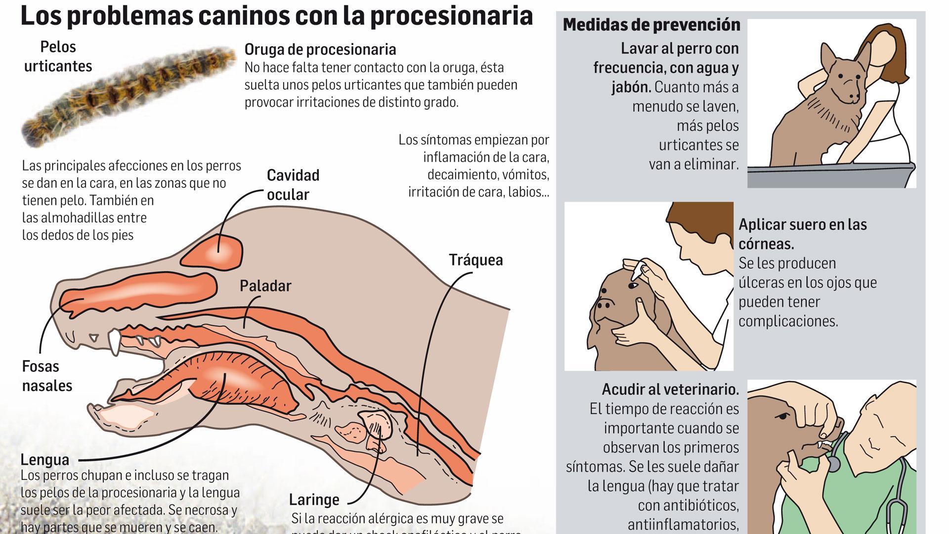 Cómo afecta la procesionaria del pino a los perros