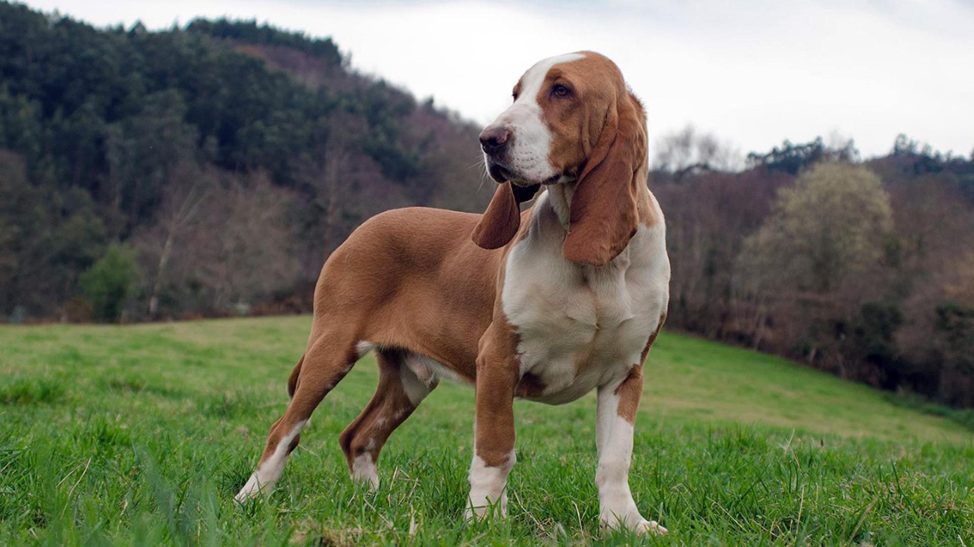 Sabueso español “Sol de Valdemaría”, campeón de belleza y trabajo