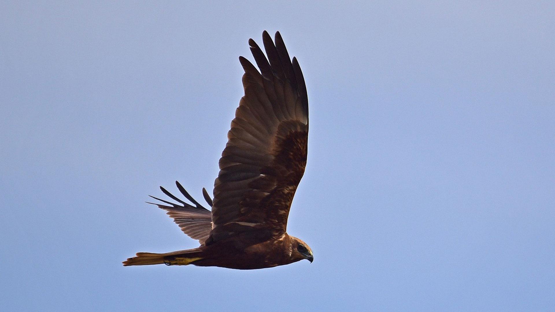 Un aguilucho en pleno vuelo