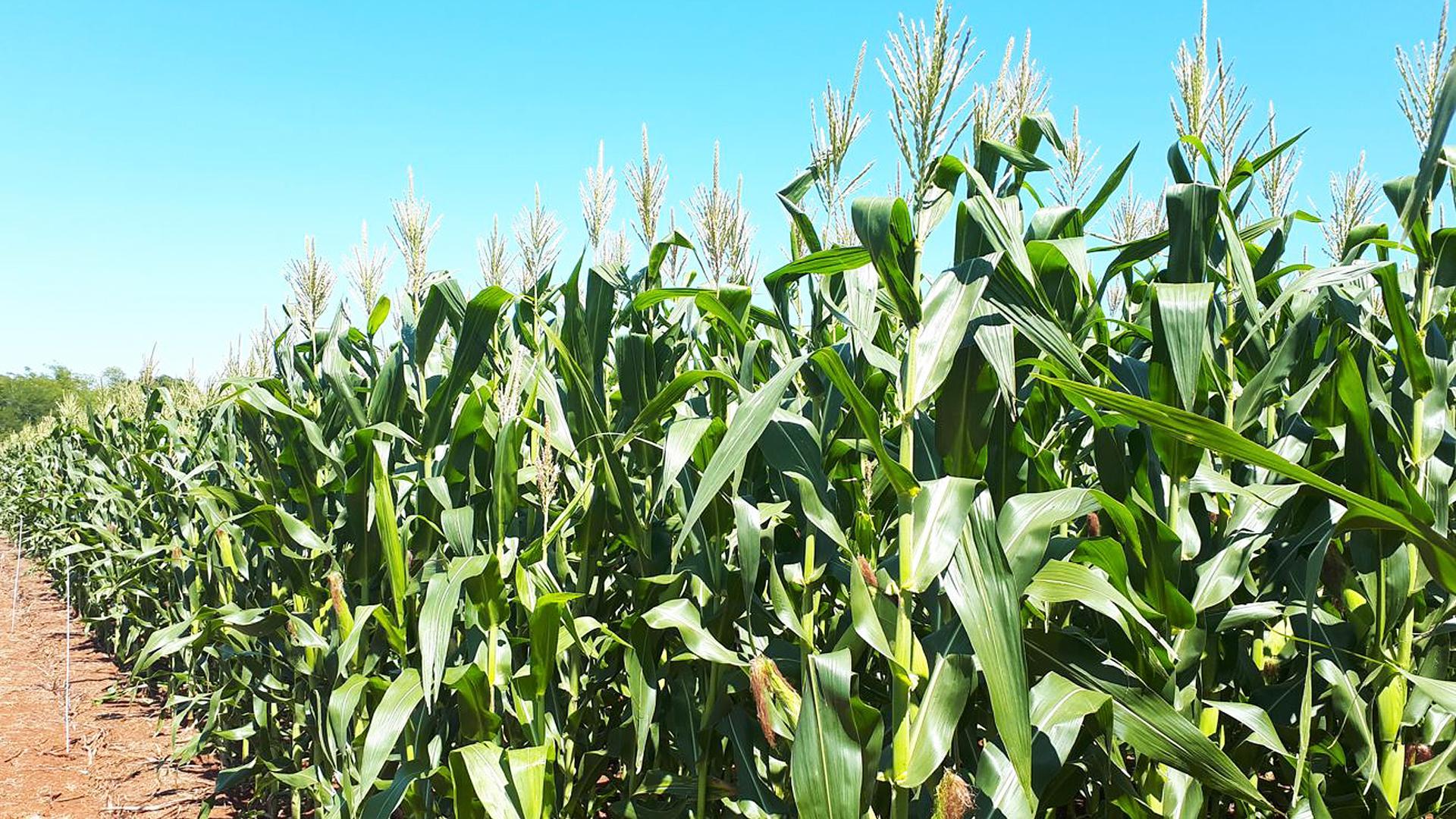 Plantación de maíz.