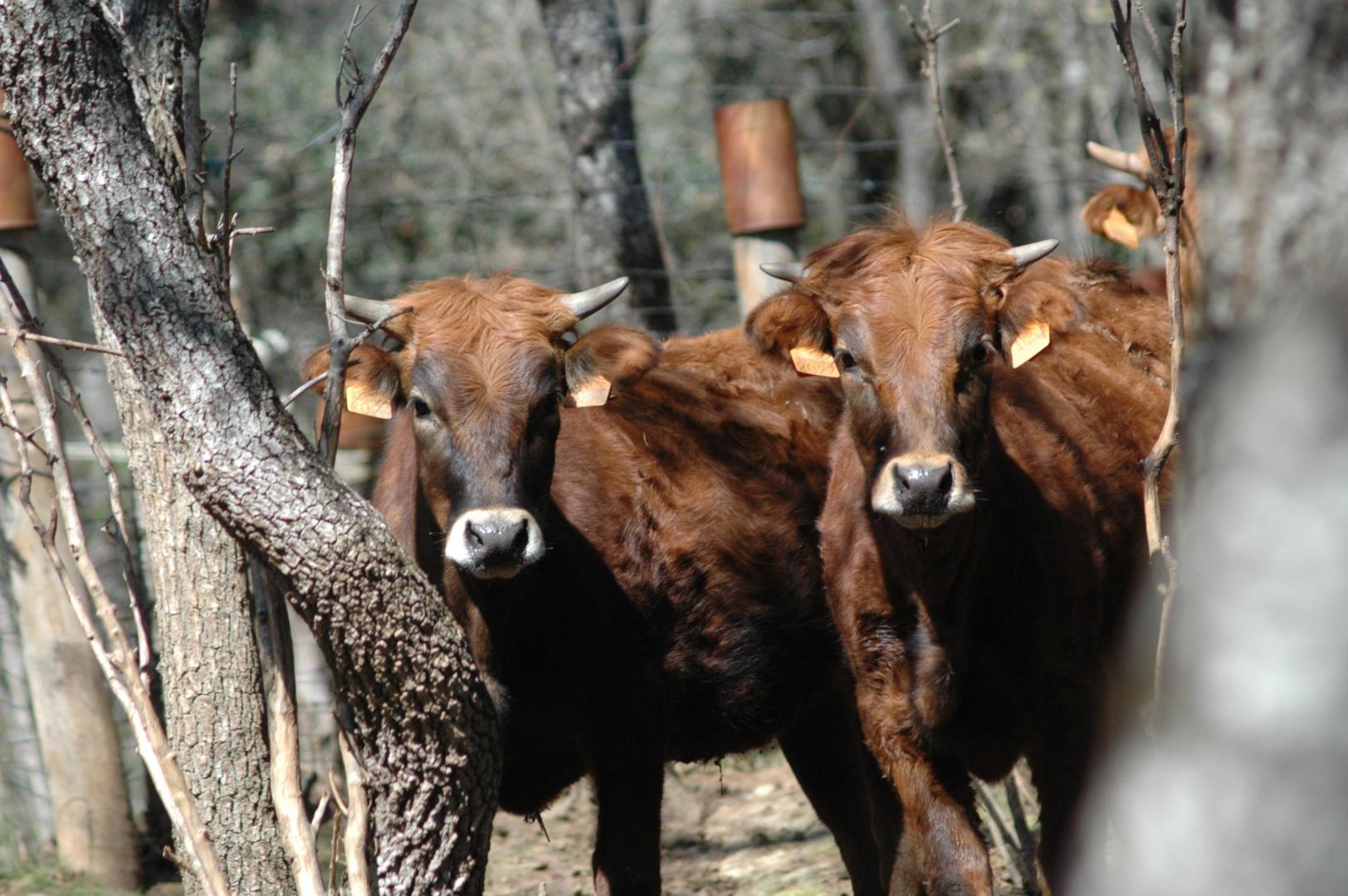 Desde la Ganadería Reta nos ofertan capeas tanto de día completo como de medio día además del conocido Safari a la casta navarra.