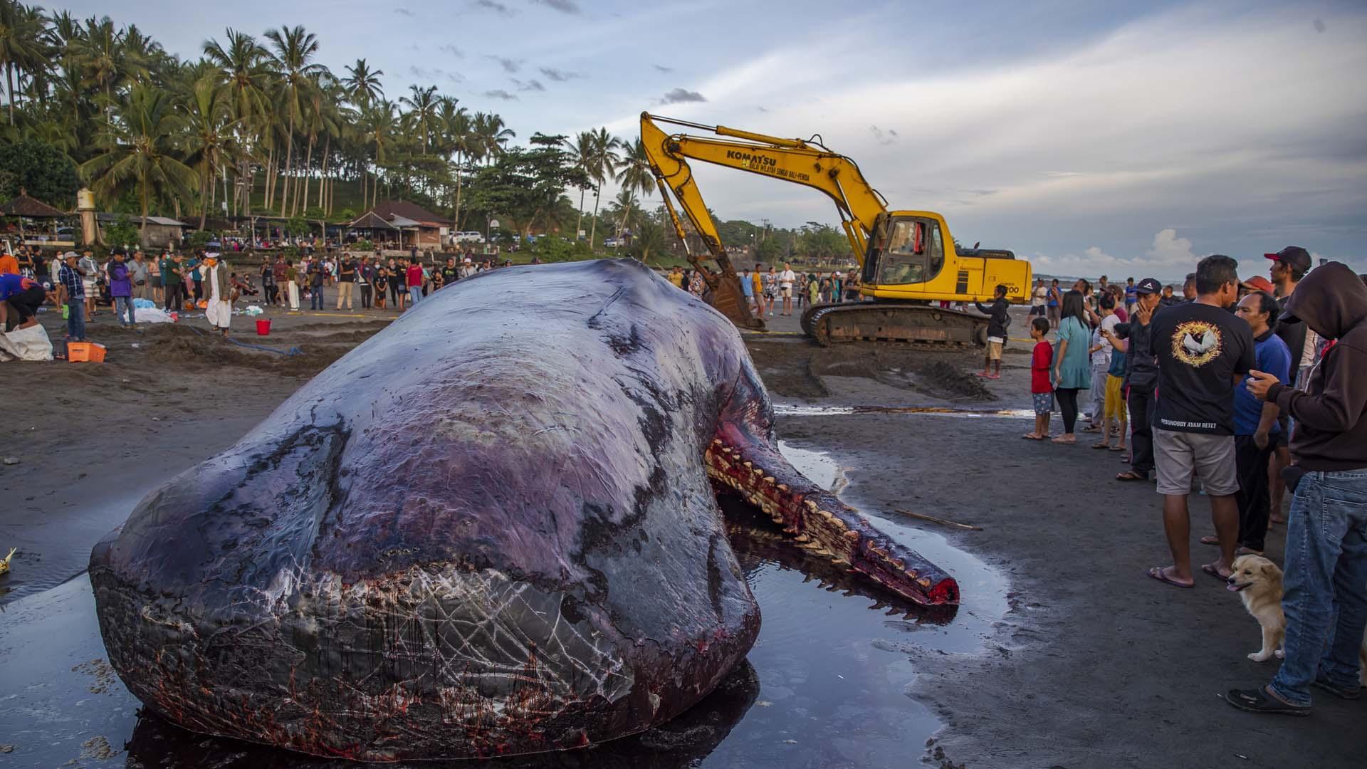 Ésta es la tercera ballena que perece tras quedarse varada en las costas de Bali en los últimos días