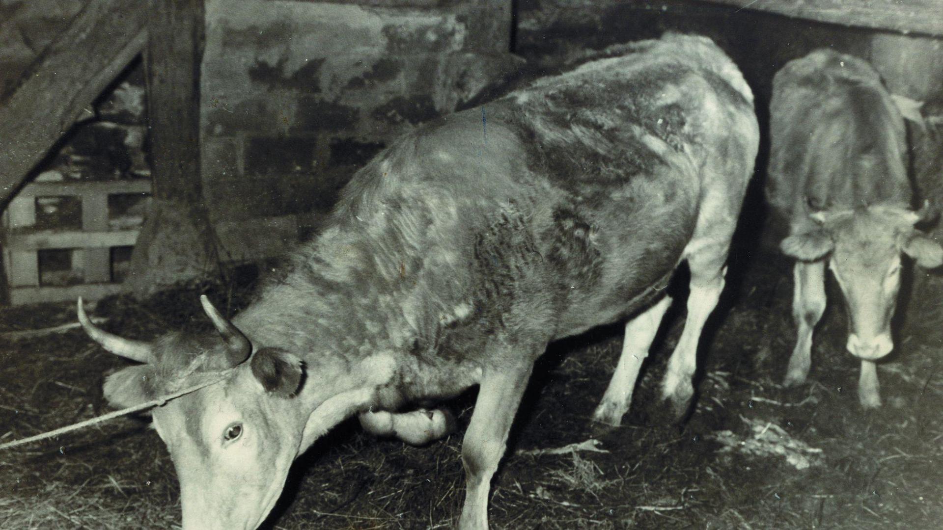 Últimos ejemplares de vacas salvajes de raza vasca sueltas en el Pirineo, marcadas hace medio siglo