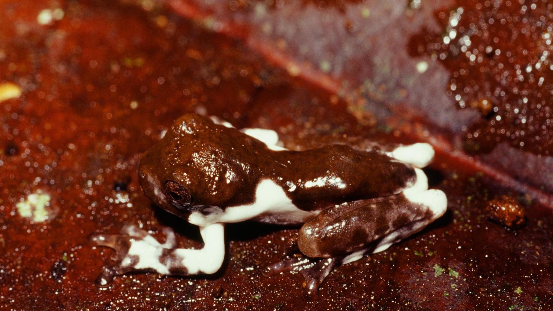 Ejemplar de rana Litoria naispela
