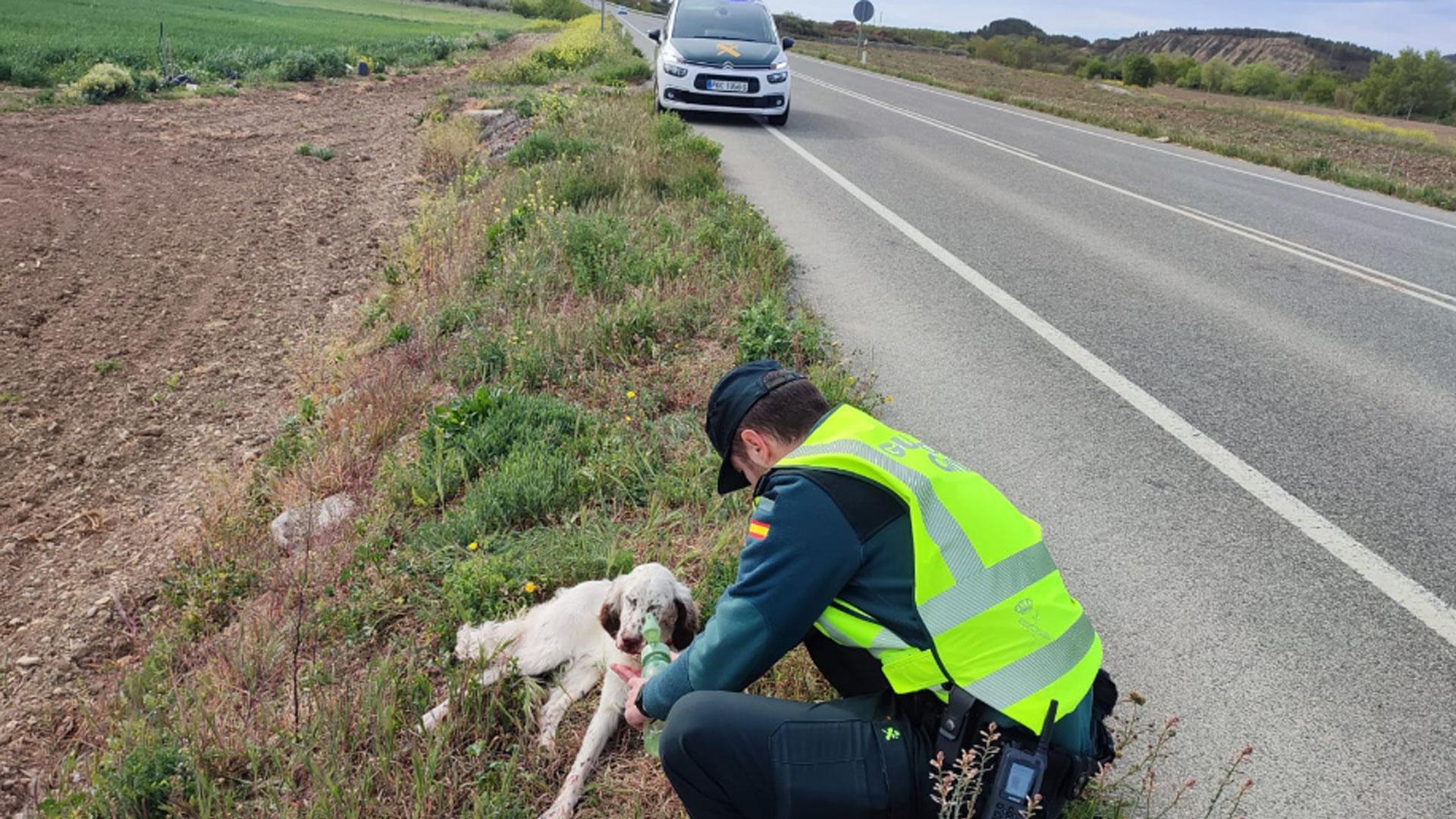 Rescatan a un perro perdido en la NA-132, próximo a Larraga