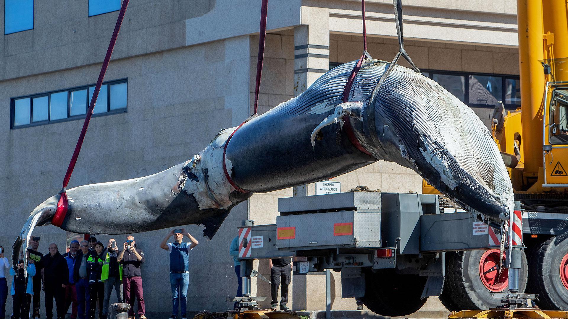 El cadáver de la ballena azul, en el momento de ser extraído con grúas de aguas de la ría de Vigo para ser sometido a una necropsia y determinar las causas de su muerte