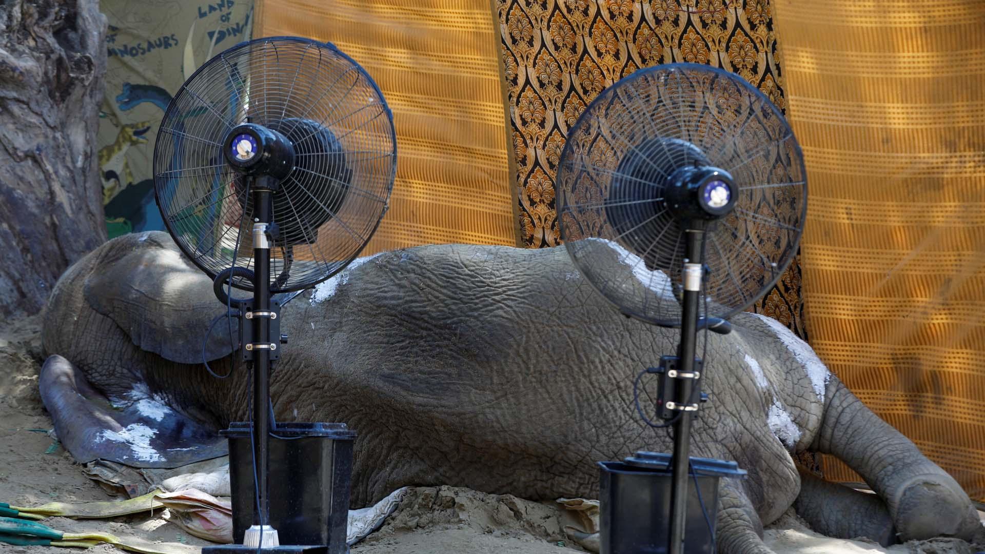 El cuerpo de la elefante Noor Jehan