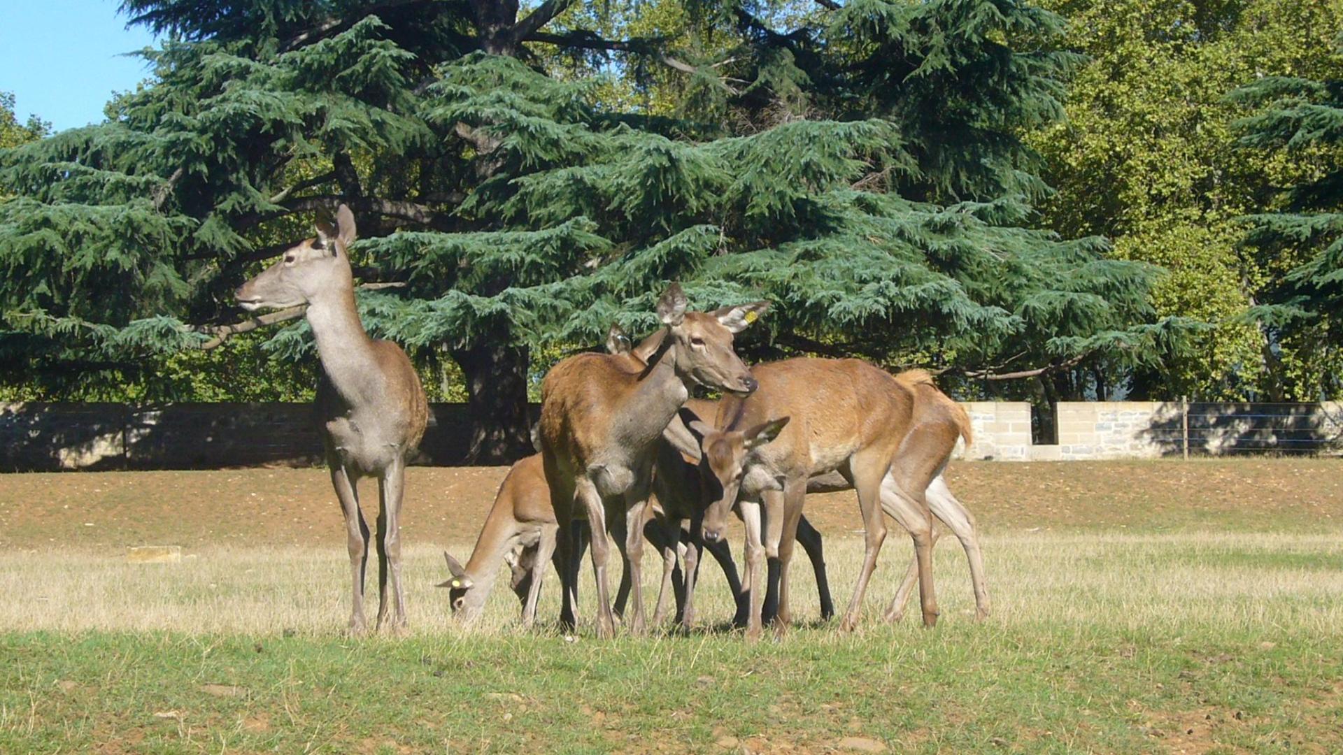 Los fosos del baluarte de la Taconera acogen un minizoo donde conviven ciervas y más de 300 especies de aves, entre ellas patos, cisnes, pavos reales, faisanes y ocas