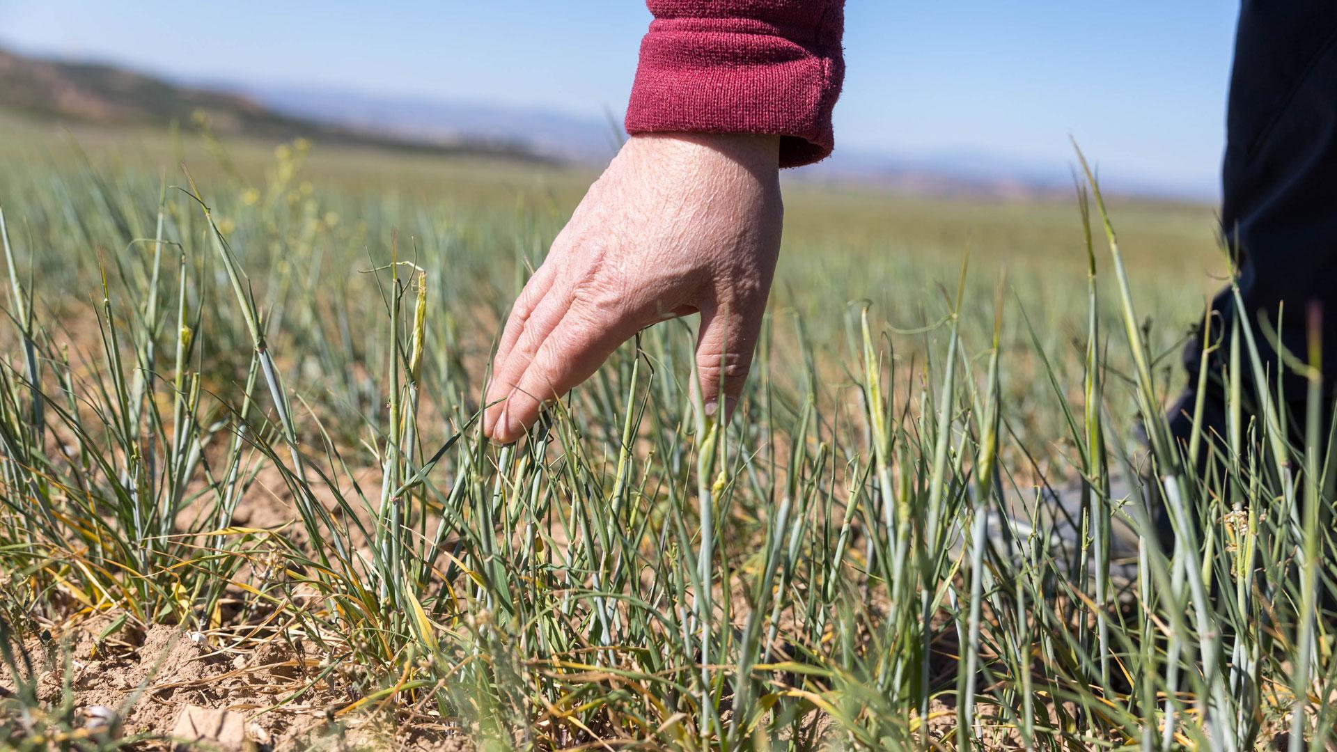 Campo de cebada en una finca de secano en Tudela. La planta presenta signos de agostamiento