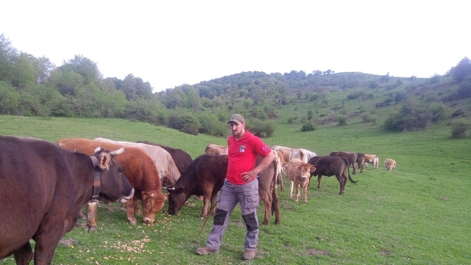 El ganadero de Orbaizeta, David Sanzberro, con sus vacas