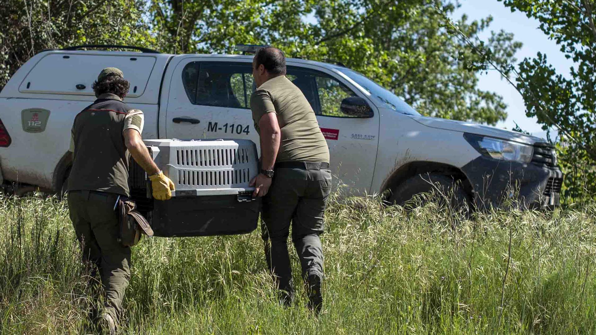 Guardas de Medio Ambiente ayudan a crías de cigüeña en Corella
