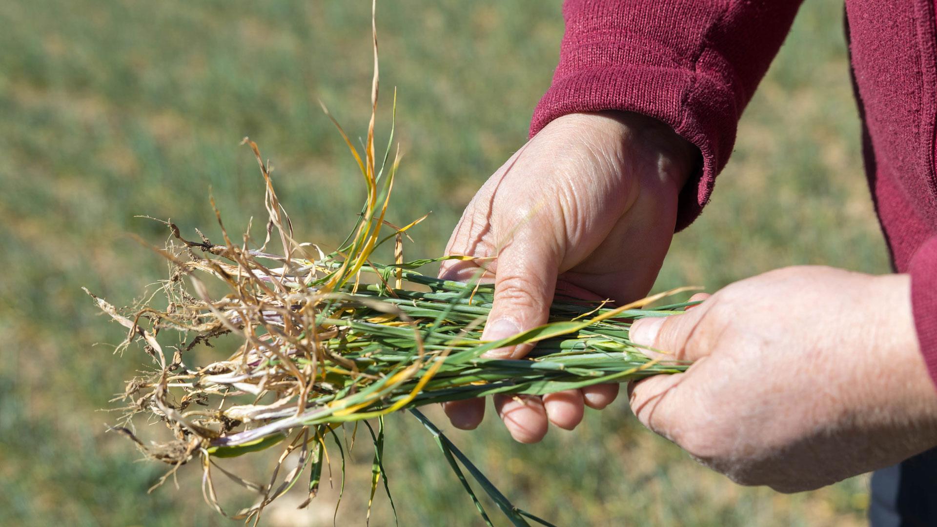 Raíces de planta de cereal afectadas por la sequía