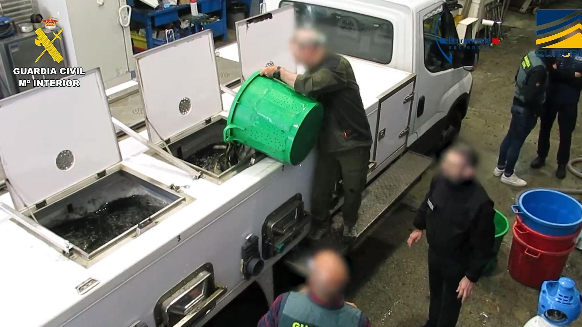 La Guardia Civil, en una operación conjunta con la Gendarmería Francesa, se ha incautado de 1,5 toneladas de angulas vivas. Se han realizado una treintena de registros simultáneos en domicilios, sedes de empresas y viveros clandestinos de España y Francia, y extendidos a Bélgica y Polonia, en los que se ha detenido a 27 personas por pertenencia a organización criminal, tráfico de especies protegidas, contrabando y blanqueo de capitales.