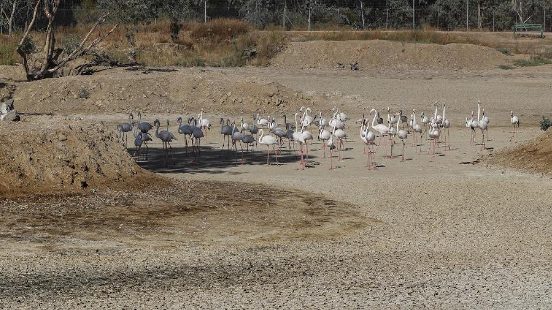 Un grupo de flamencos recorren una laguna completamente seca junto al Espacio Natural de Doñana