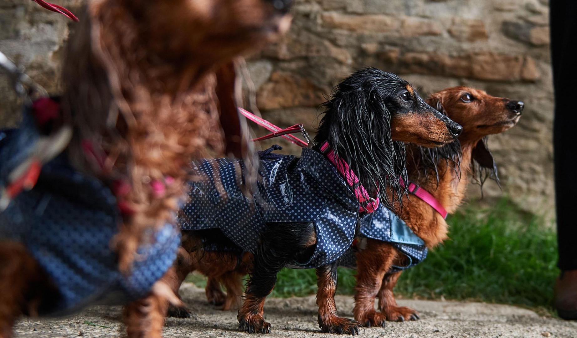 Ante la lluvia, algunos decidieron abrigar a su teckel