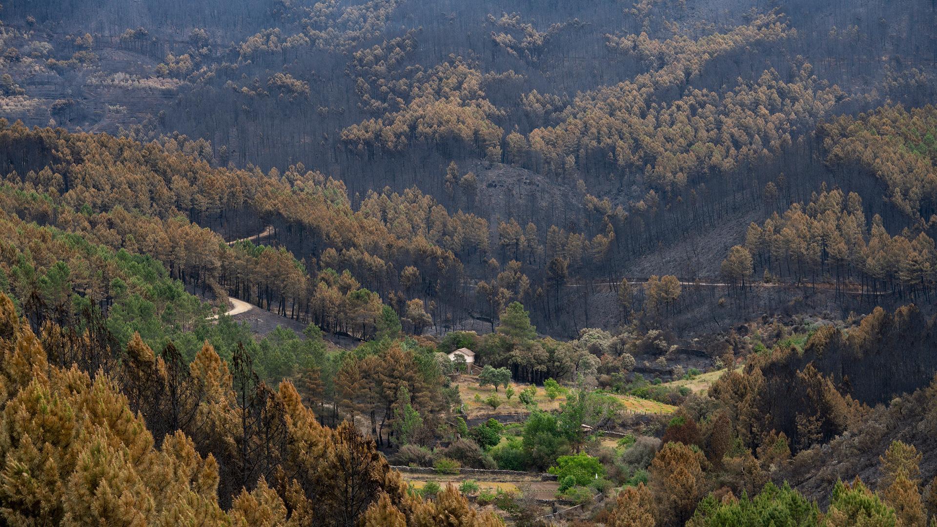 Terreno calcinado por el incendio forestal en Las Hurdes, a 21 de mayo, en Cáceres, Extremadura