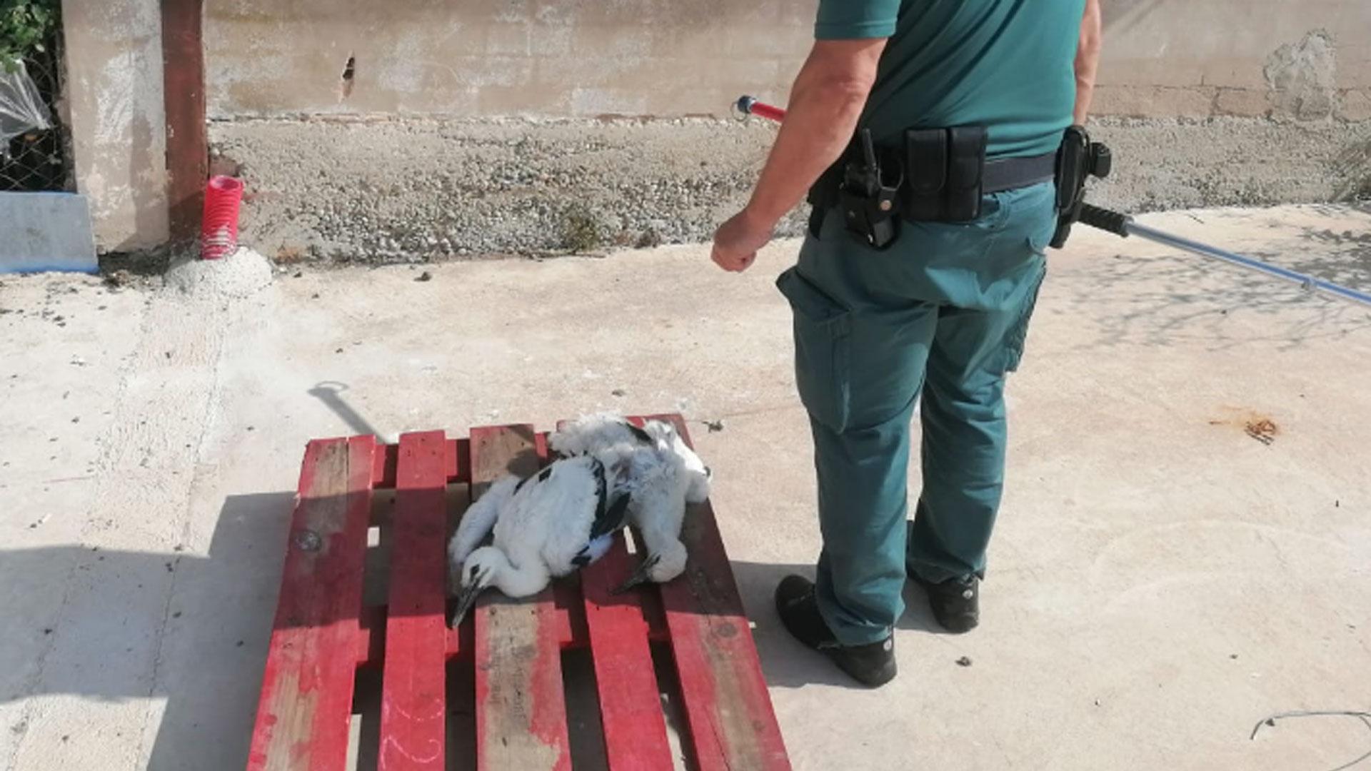 La Guardia Civil rescata a un pollo de cigueña tras caer el nido de un tejado en Milagro