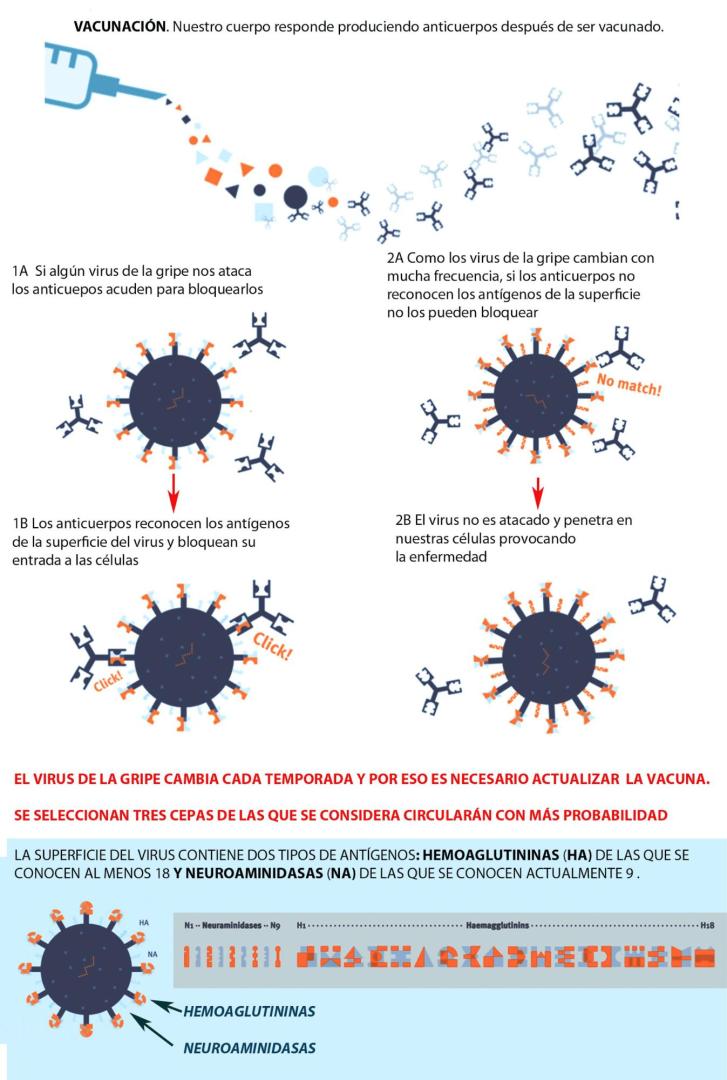 Esquema del virus de la gripe y la necesaria actualización anual de las vacunas