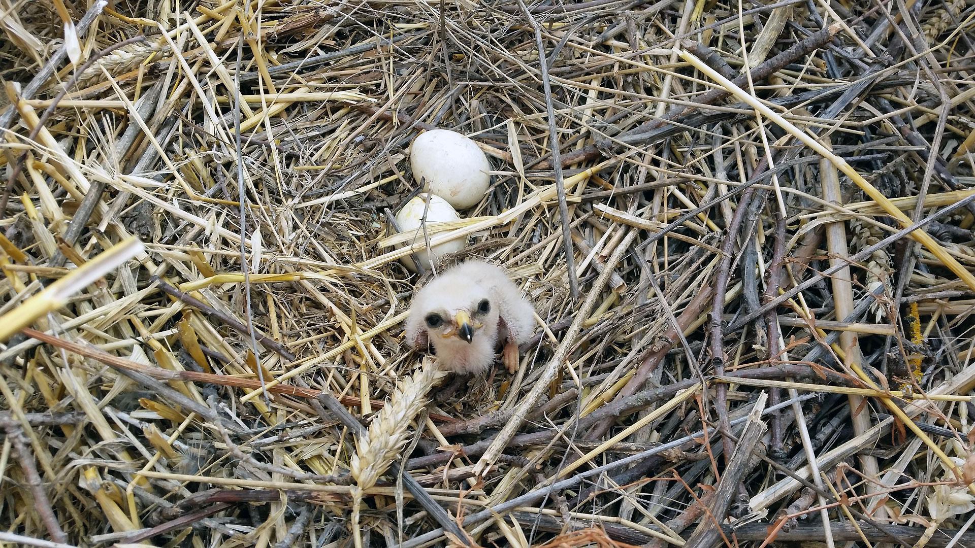 Una cría de aguilucho localizada en un campo de cereal