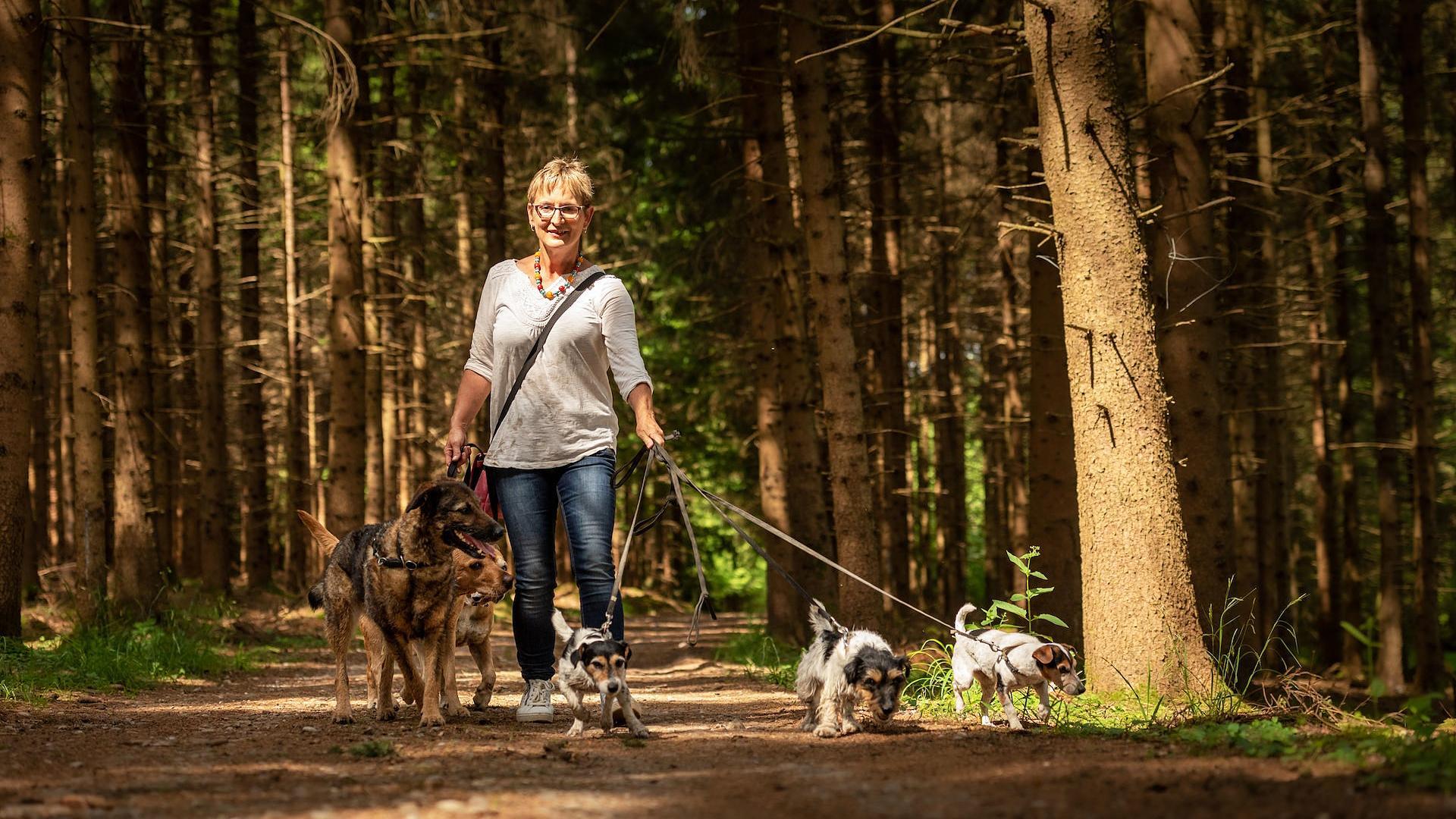 Una mujer pasea varios perros por un bosque