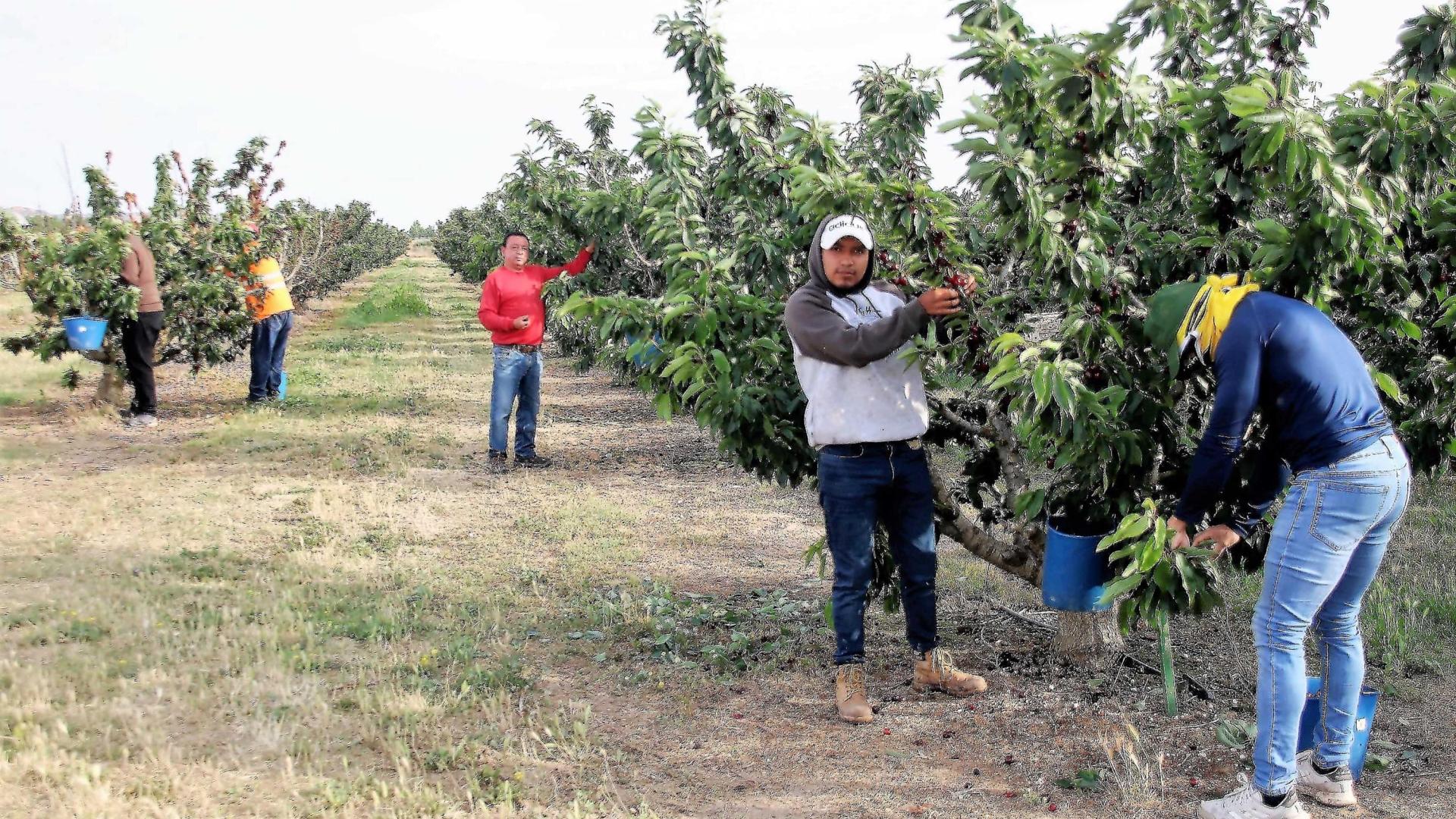 Trabajadores de la empresa FrutalPunto de Milagro recogen cerezas en uno de los huertos con los que cuenta la firma en la villa ribera