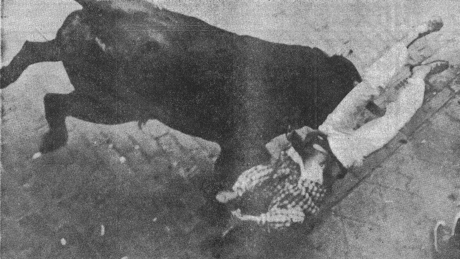 Un mozo de blusa a cuadros, cogido por las piernas por un toro, es volteado peligrosamente