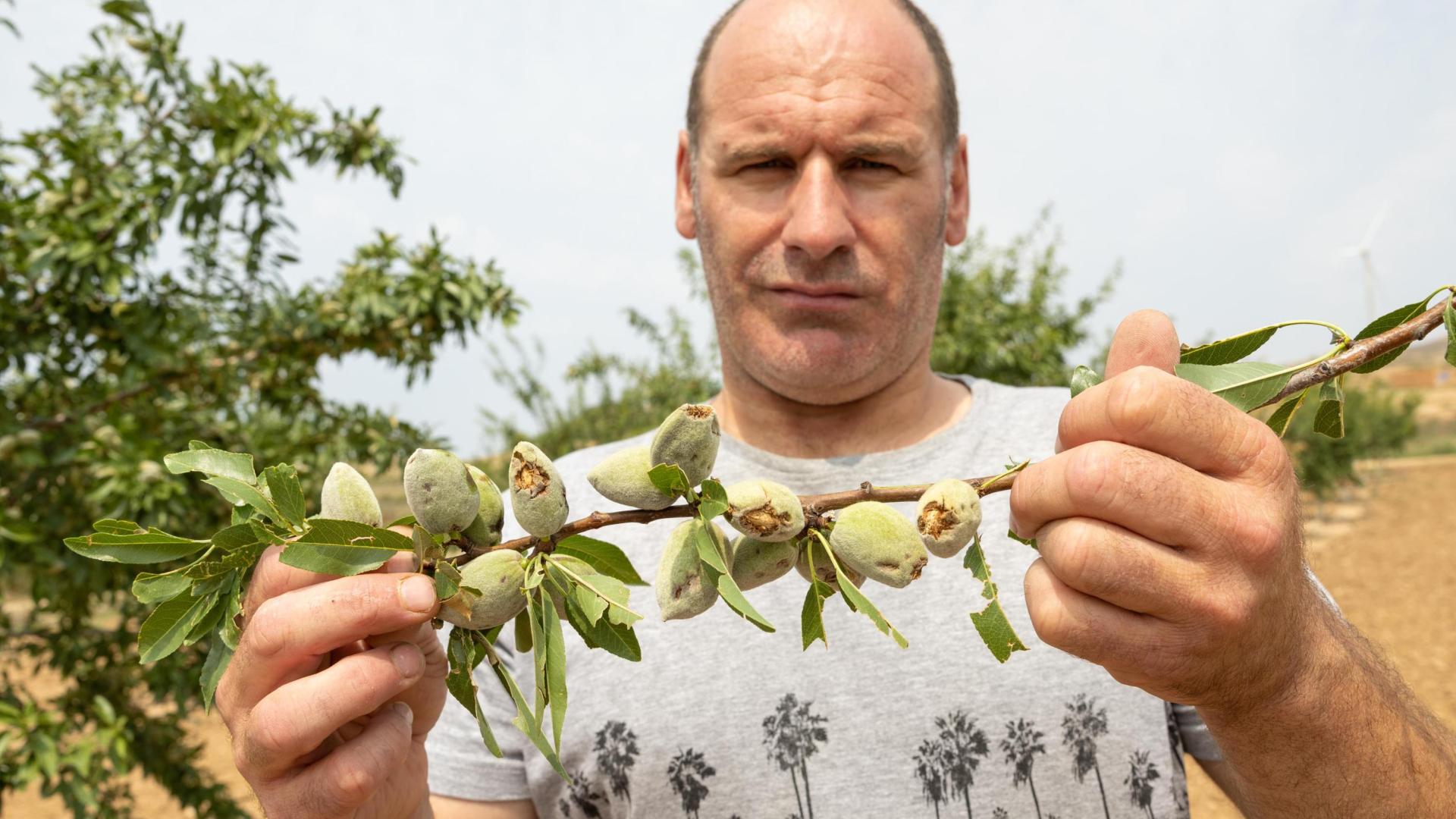 El agricultor Richard Sada Antón, en su campo de almendros dañados por el granizo, en le término del Barranco del Tollo