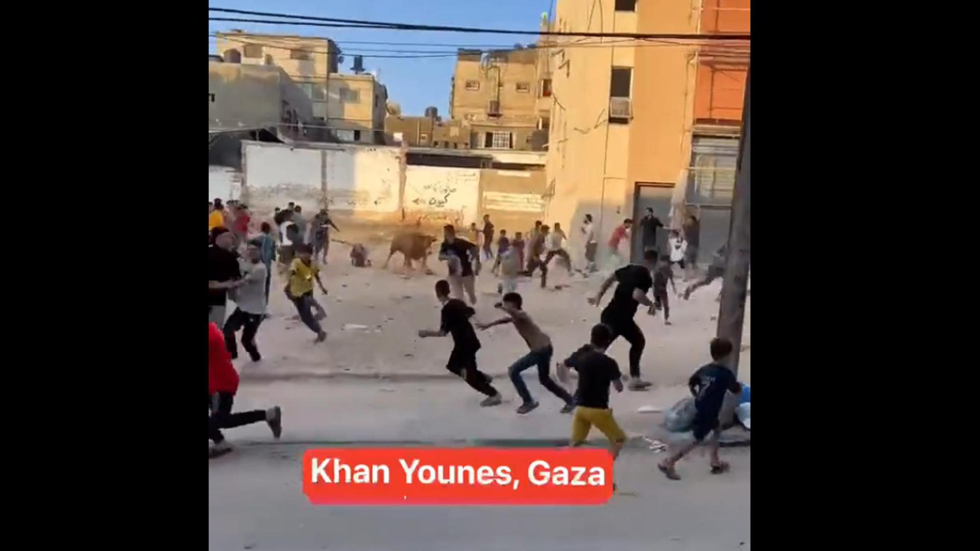 Una res escapada en Gaza