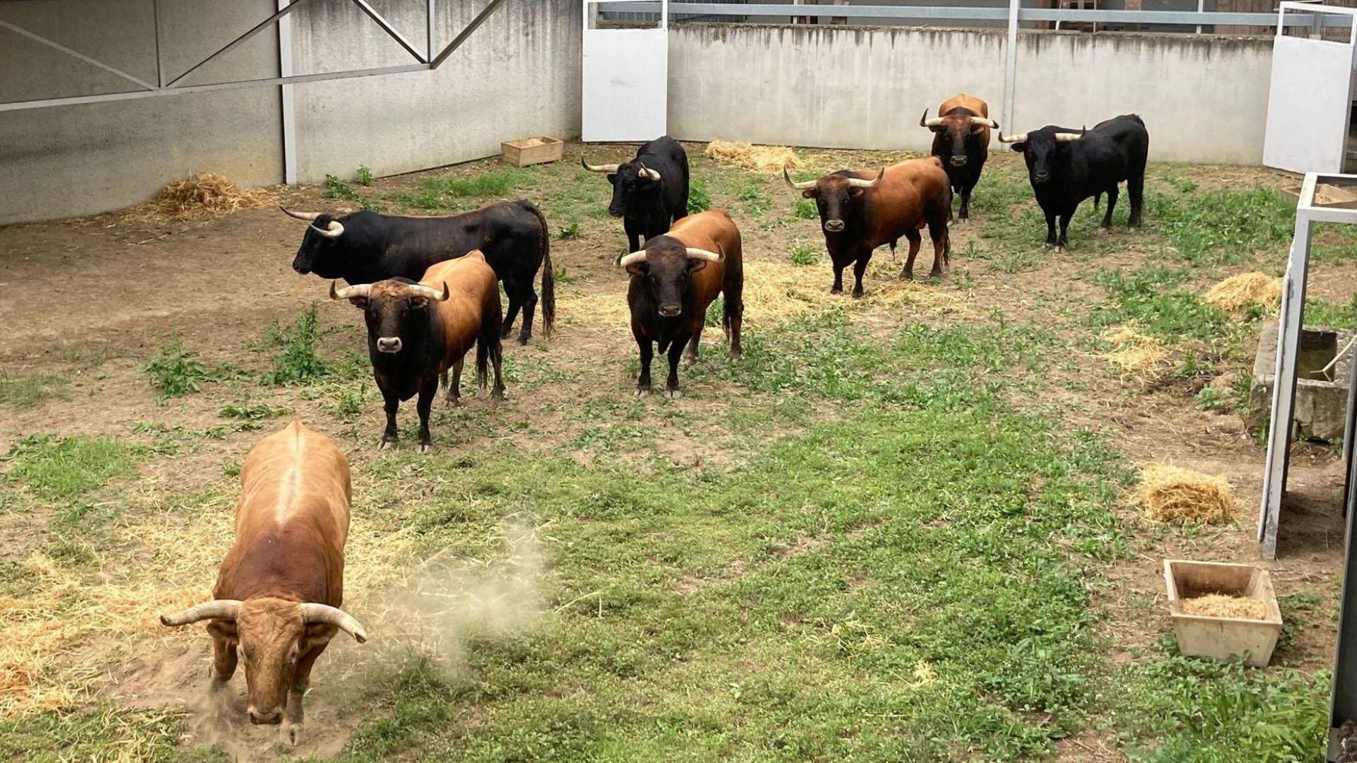 Los ocho toros de La Palmosilla, este jueves en los Corrales del Gas
