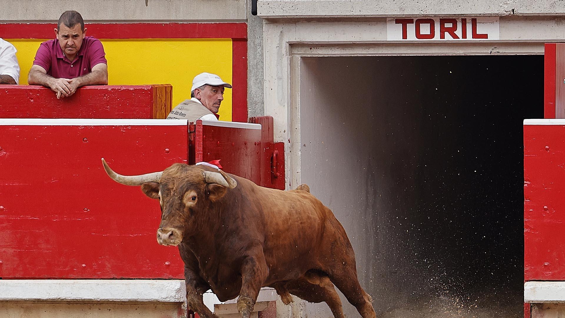 Imágenes de la quinta corrida de la Feria del Toro 2023 el 11 de julio
