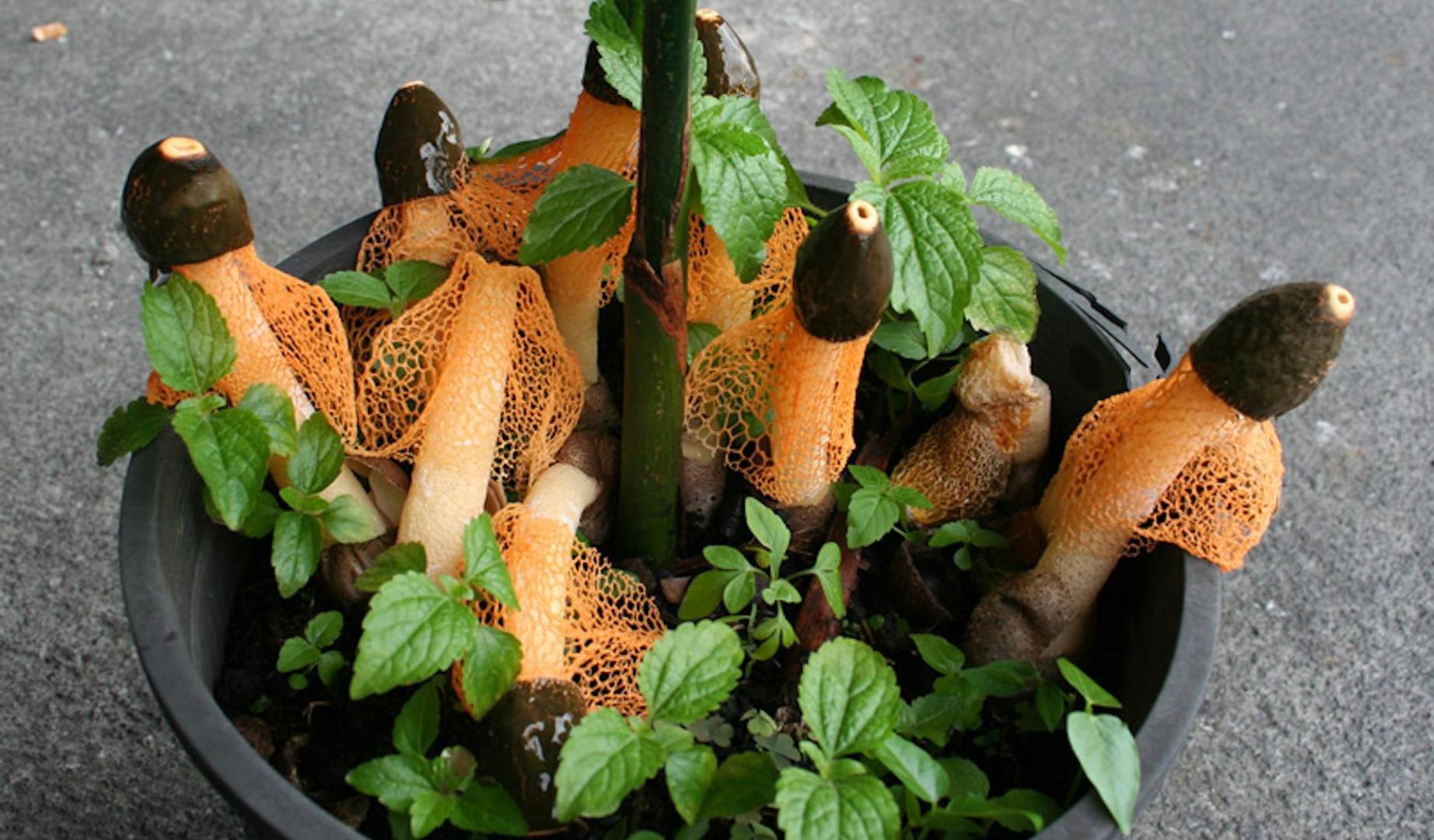 Phallus cinnabarina, el supuesto hongo sexual
