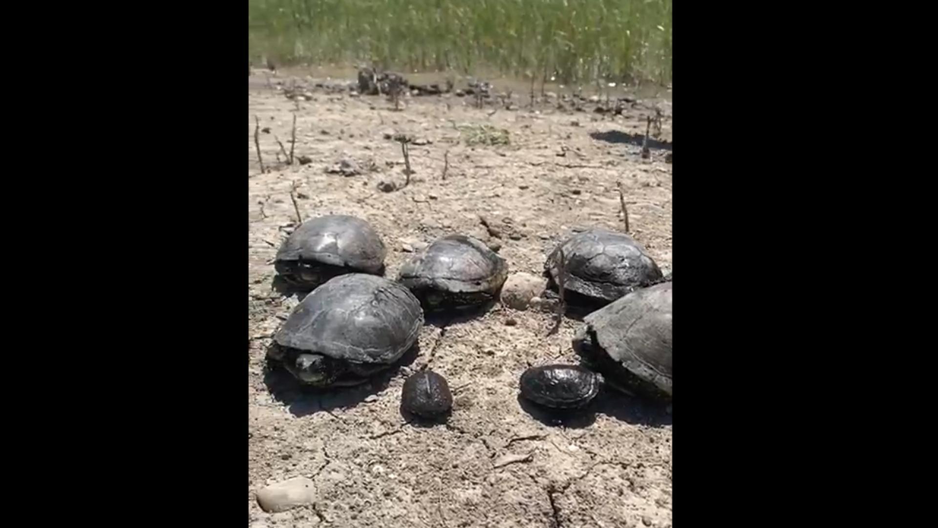 La familia de galápagos europeos rescatados en Navarra