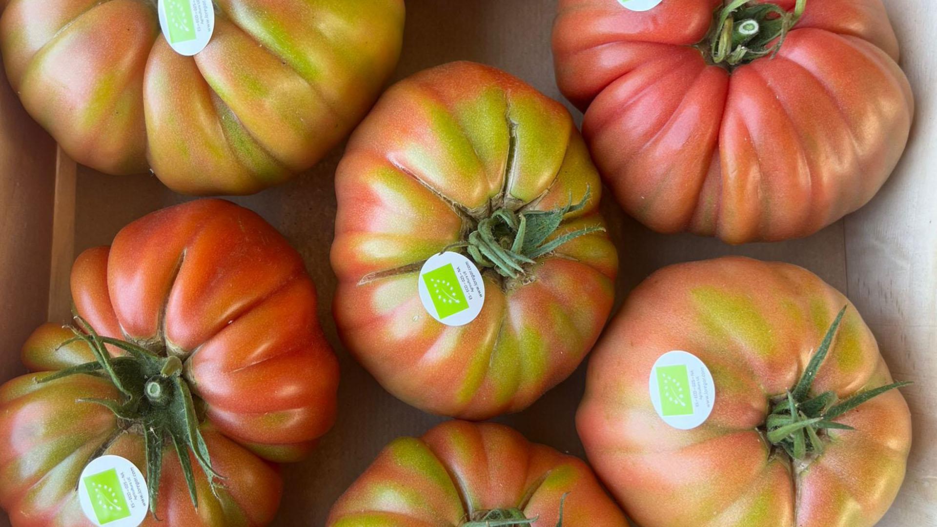 Tomate EKO