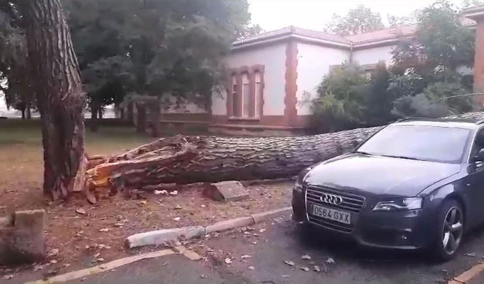 Vídeo de un pino derribado por la DANA en el HUN