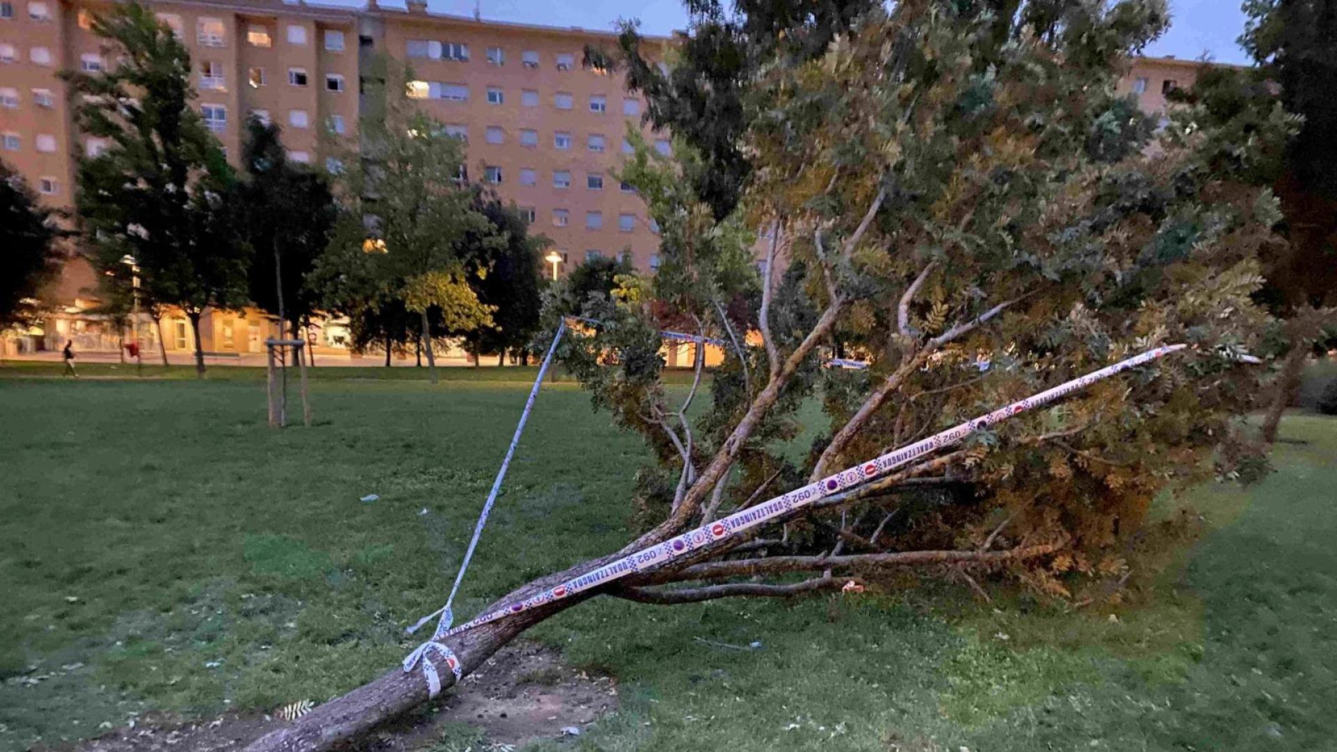 Árbol caído en la tarde del lunes en el Paseo de los Enamorados