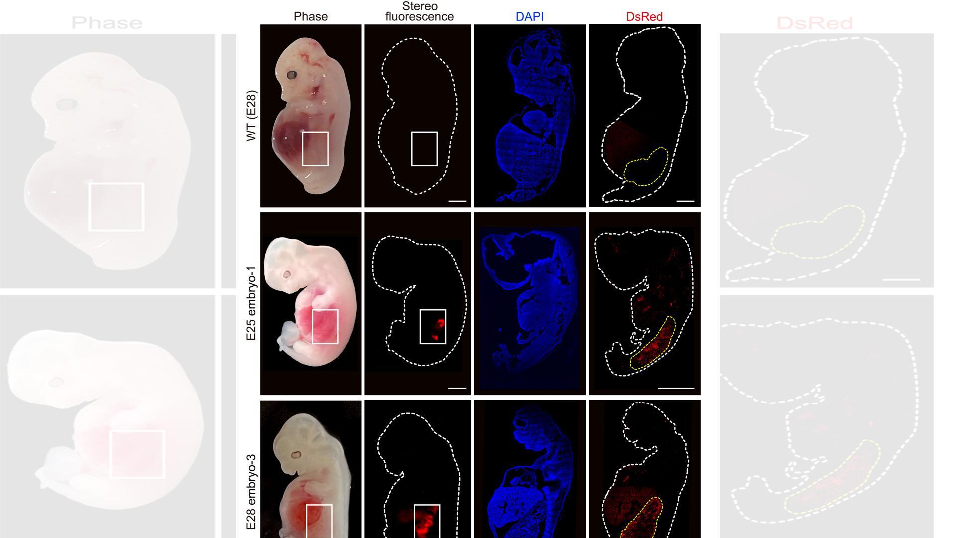 Células renales humanizadas (fluorescencia roja) dentro del embrión en comparación con un embrión enteramente porcino