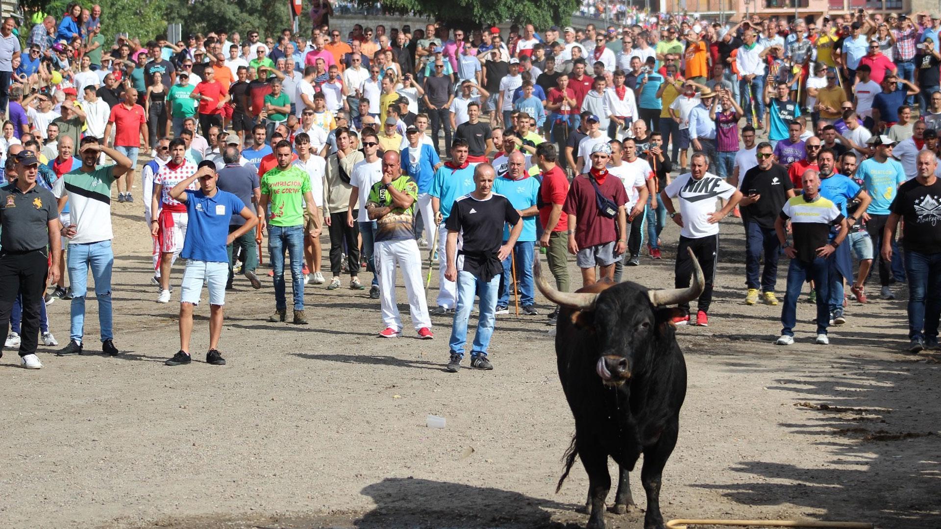 El Toro de la Vega de Tordesillas se ha escapado del recorrido y ha herido de gravedad a un hombre