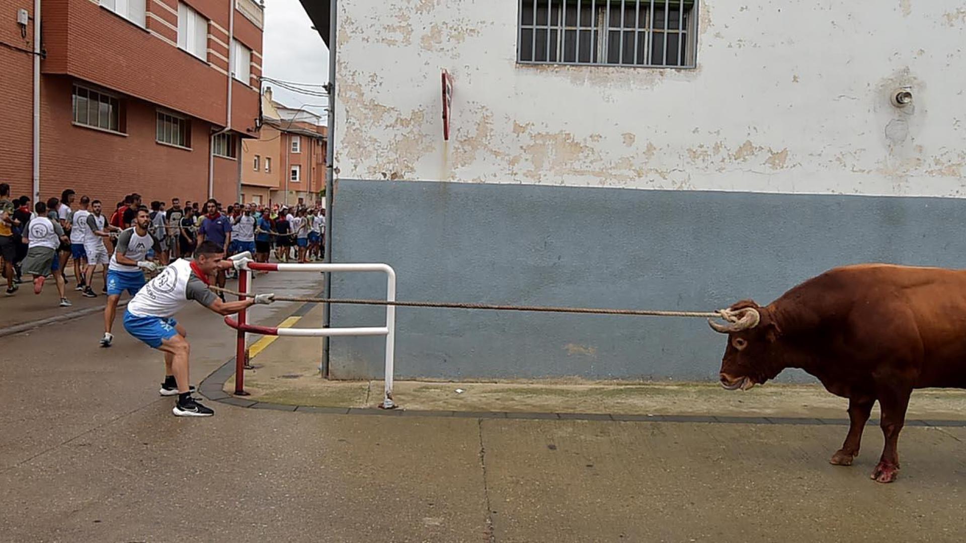 Fotos del toro ensogado en fiestas de Lodosa 2023.