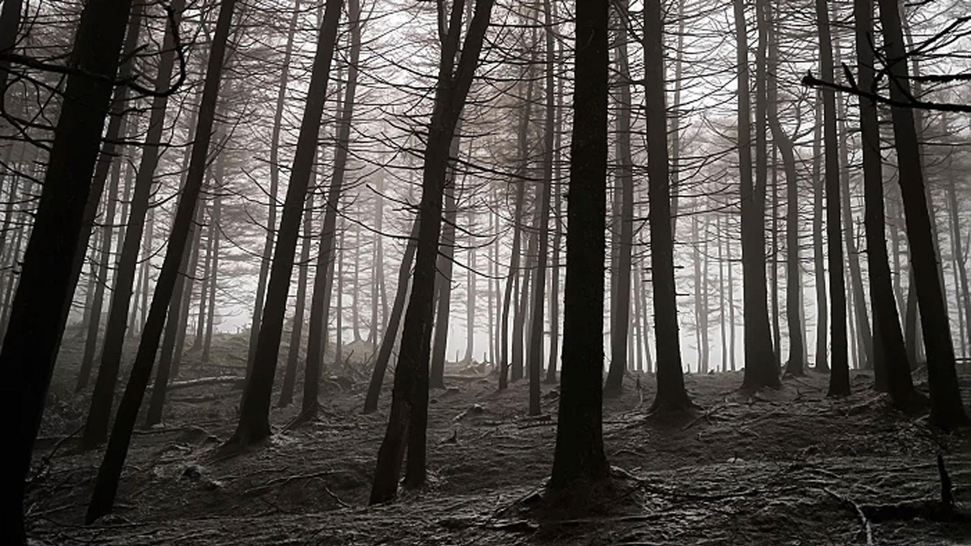 Fotografía de un bosque en Ibañeta que ha sido elegida como uno de los “rincones favoritos” de España