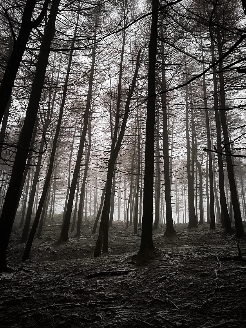 Fotografía de un bosque en Ibañeta que ha sido elegida como uno de los “rincones favoritos” de España