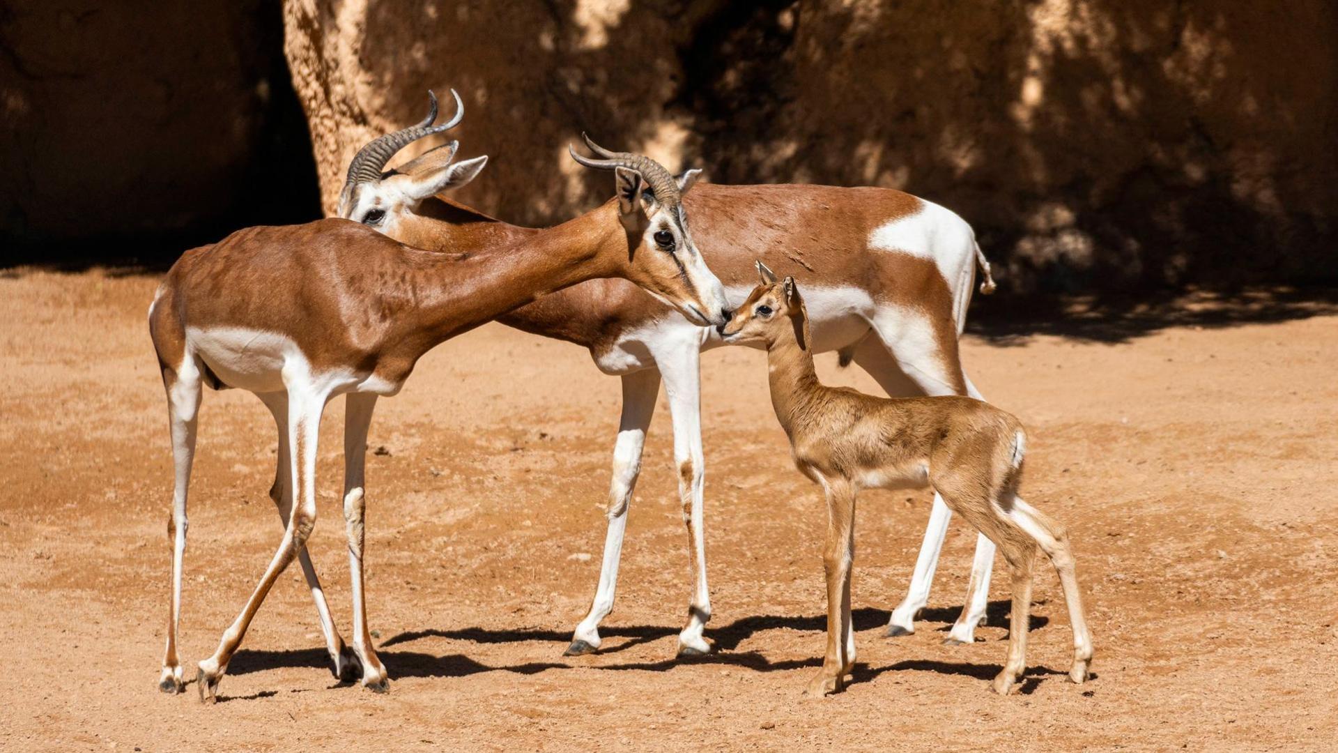 Nueva cría de gacela en Bioparc Valencia