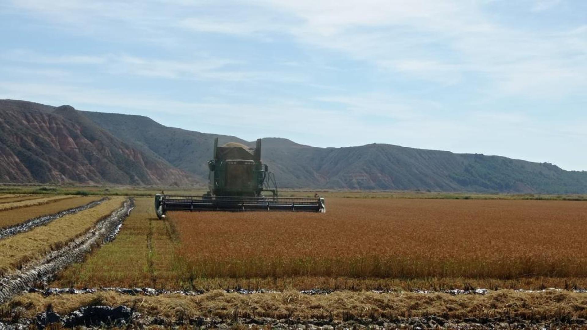 Cosecha de arroz en Arguedas